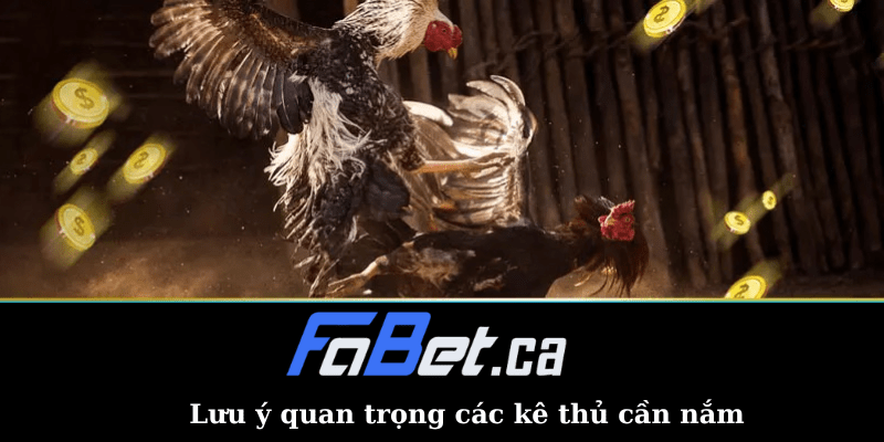 Lưu ý quan trọng kê thủ cần nắm khi tham gia đá gà Fabet