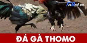 Đá Gà Thomo - Hình Thức Giải Trí Hot Nhất 2024